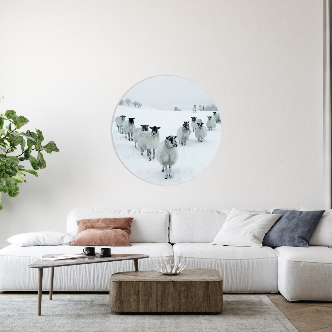 Glasschilderij - Kudde schappen - 80cm rond