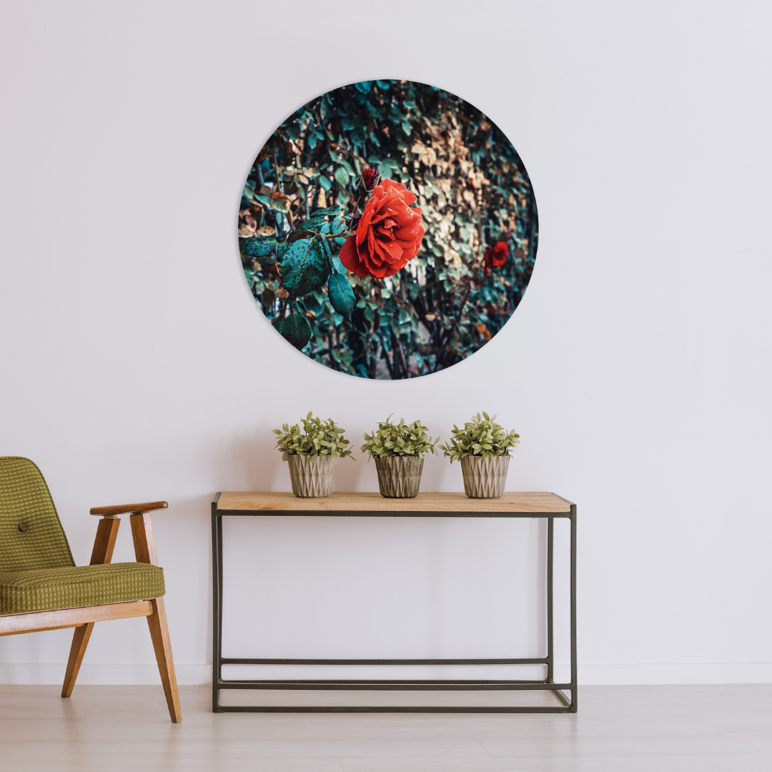 Glasschilderij - Rode roos - 80cm rond