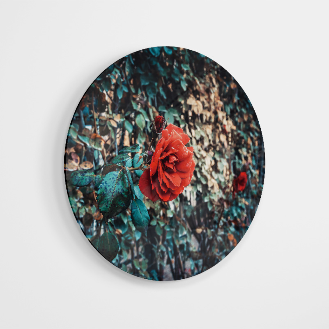 Glasschilderij - Rode roos - 80cm rond