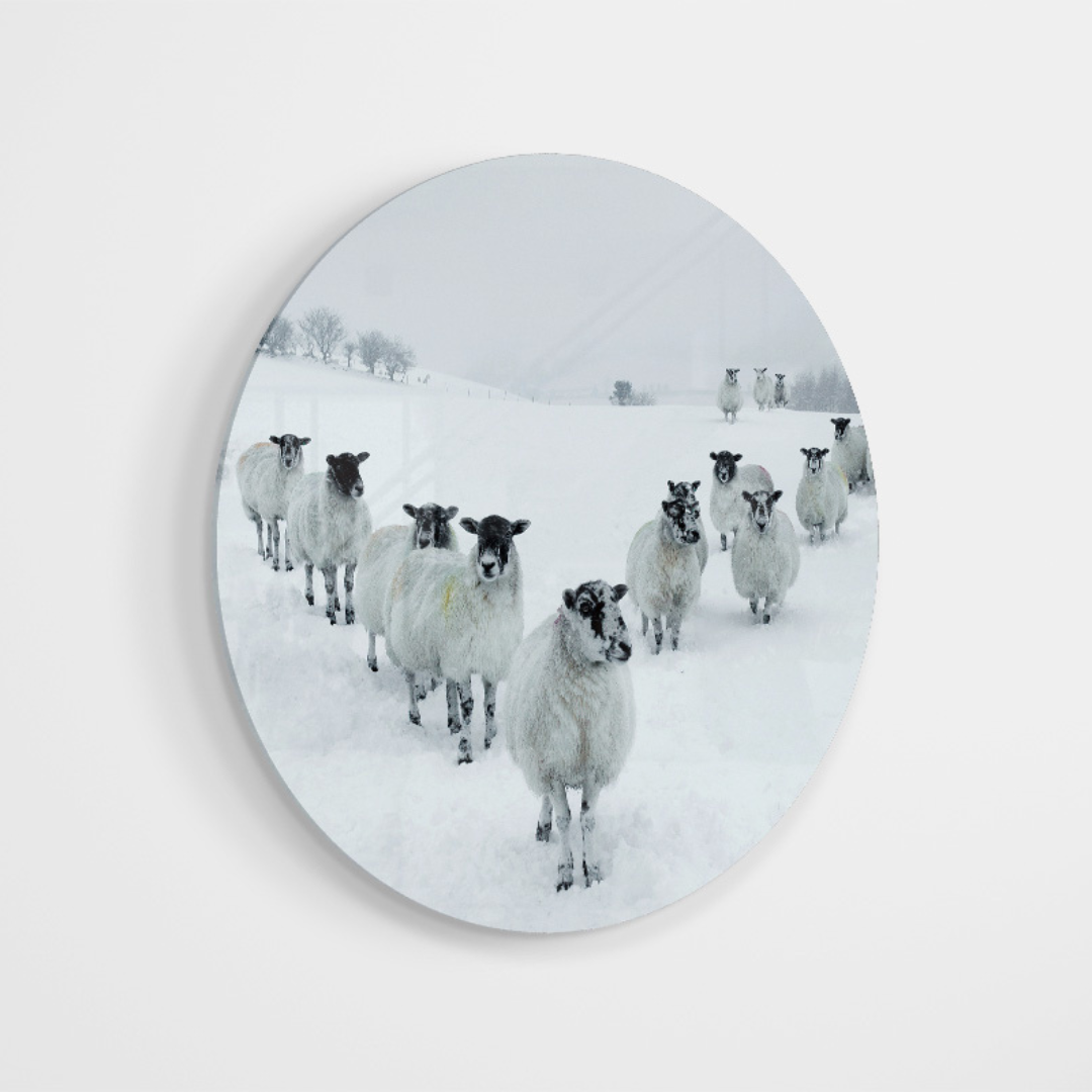 Glasschilderij - Kudde schappen - 80cm rond