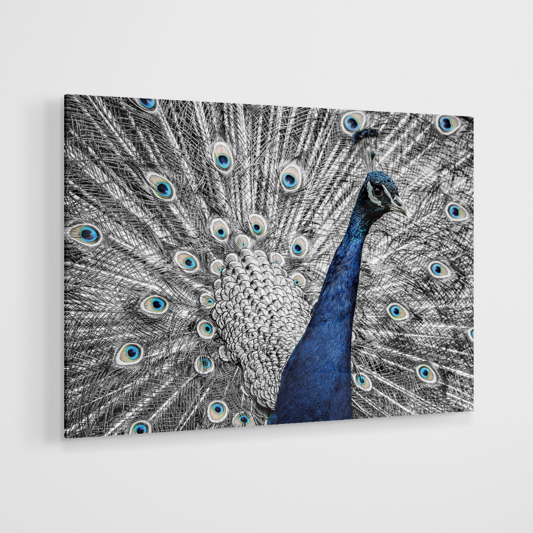 Glasschilderij - Pauw - 120x80cm