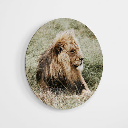 Glasschilderij - Liggende leeuw - 80cm rond