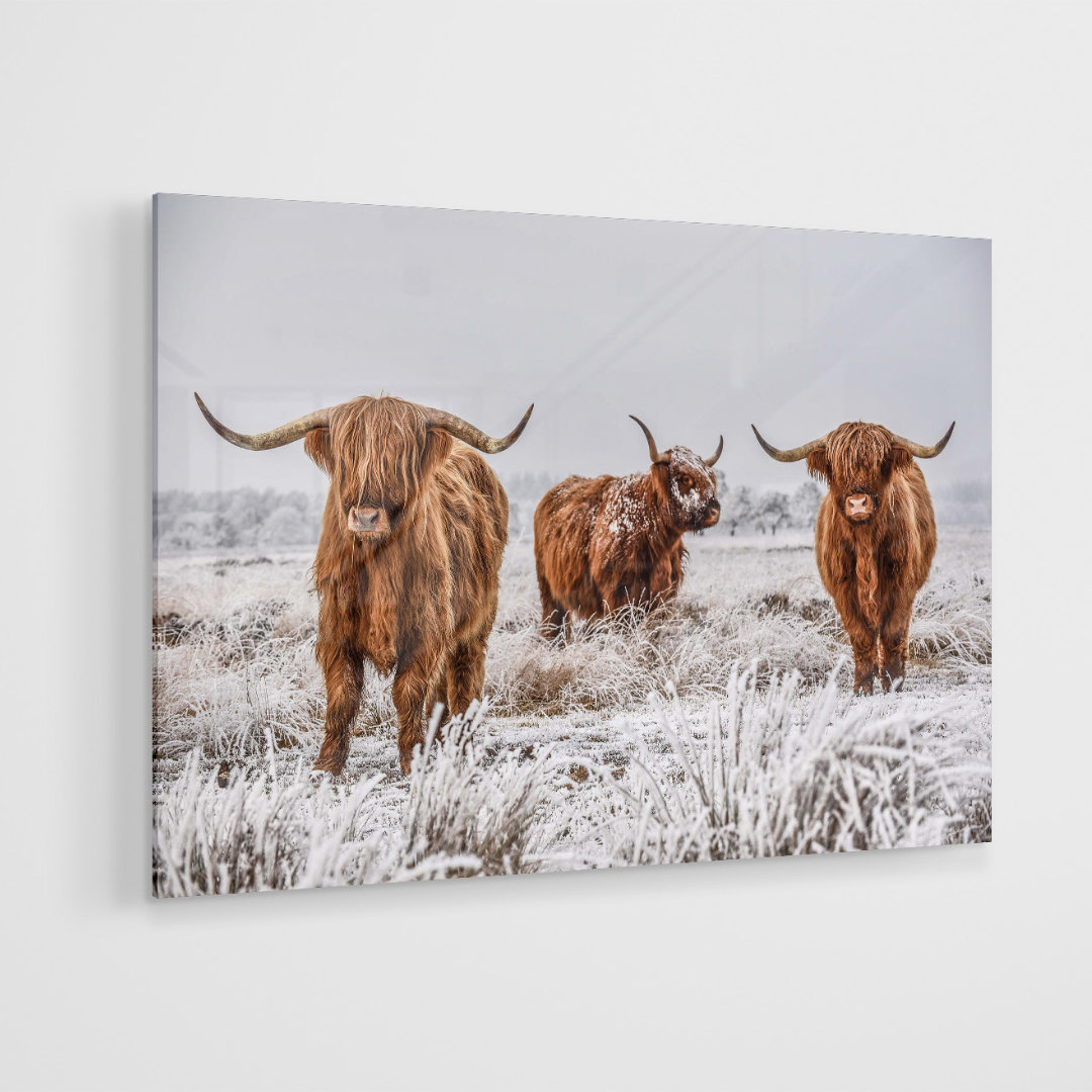 Glasschilderij - Schotse hooglander familie - 120x80cm