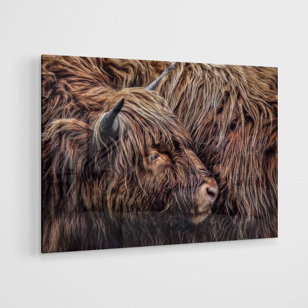 Glasschilderij - Schotse hooglanders - 120x80cm