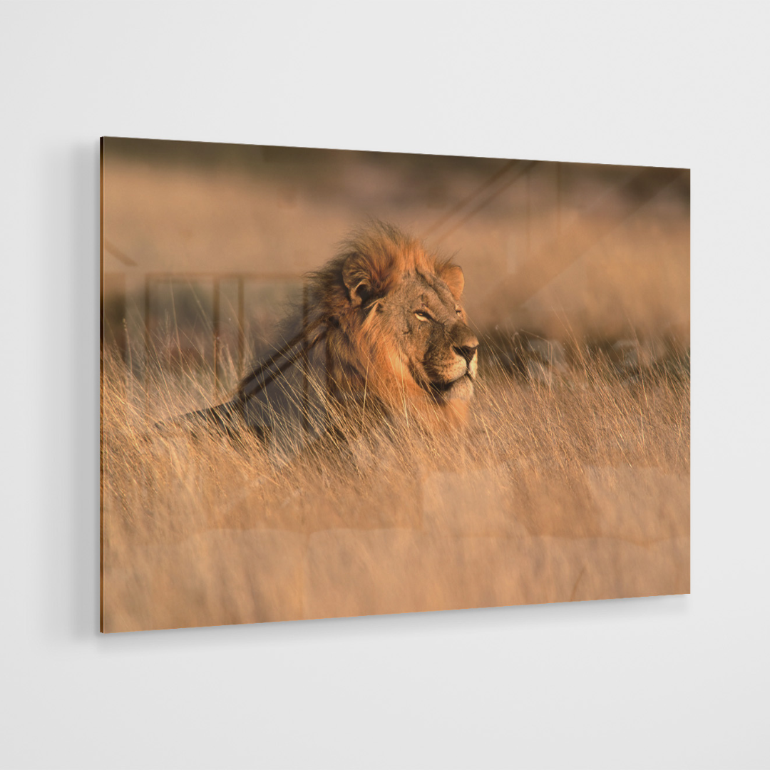 Glasschilderij - Wilde leeuw - 120x80cm