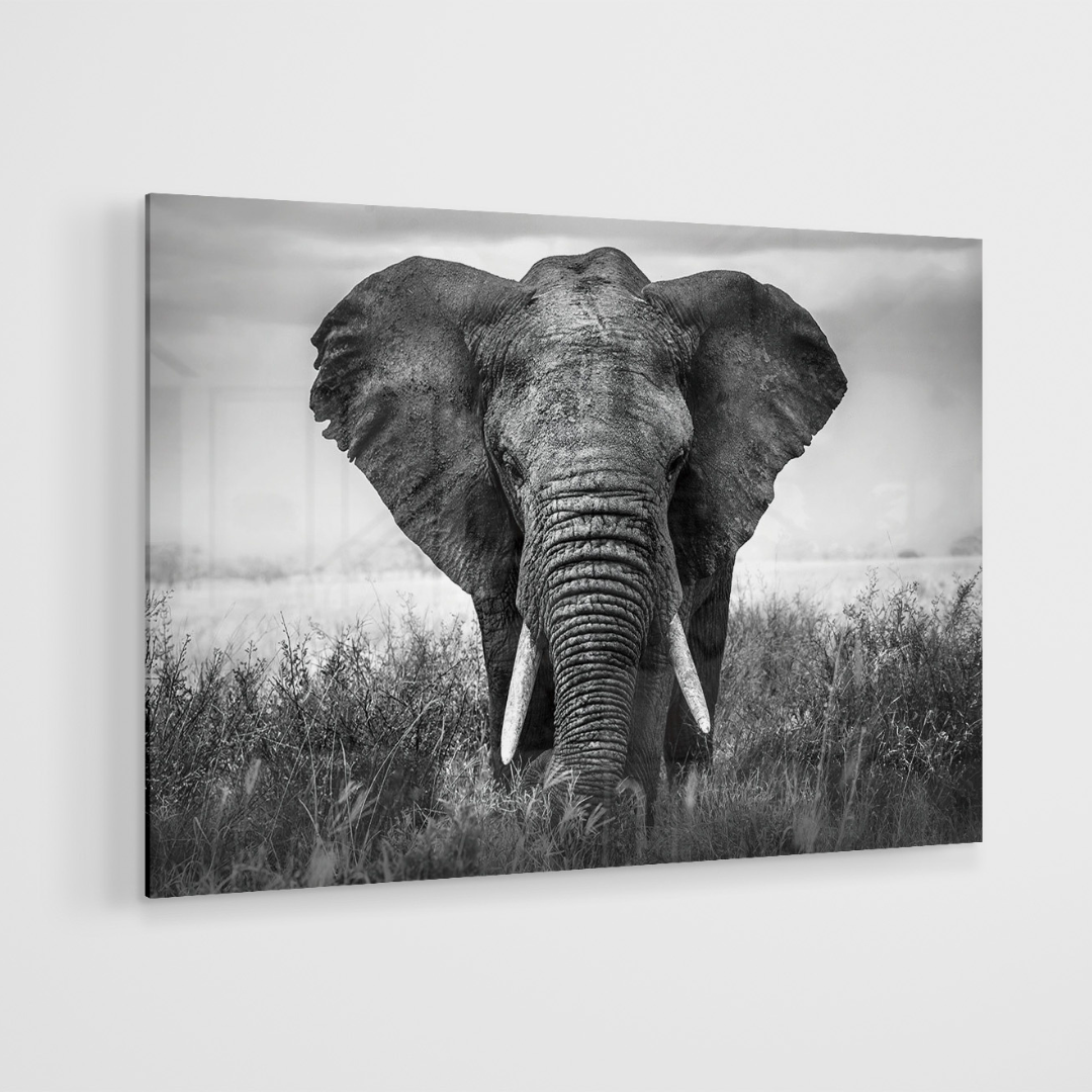 Glasschilderij - Olifant - 120x80cm