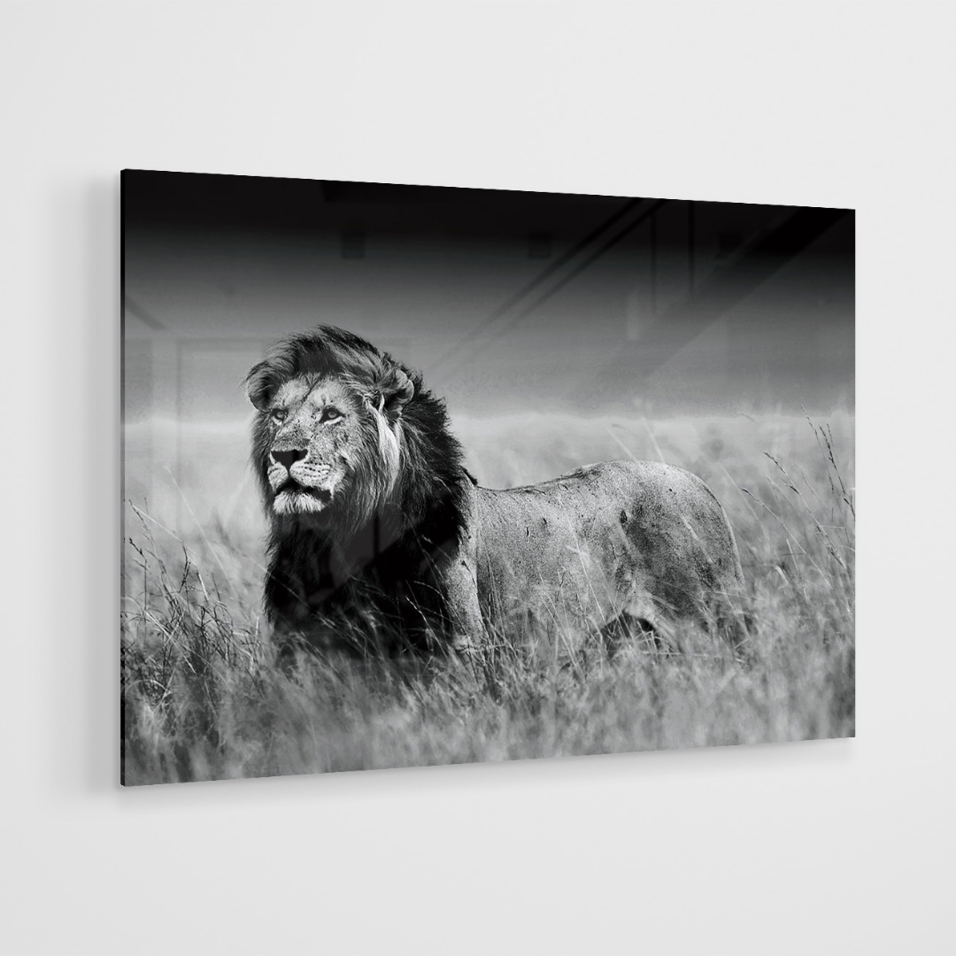 Glasschilderij - Lion in the wild - 120x80cm