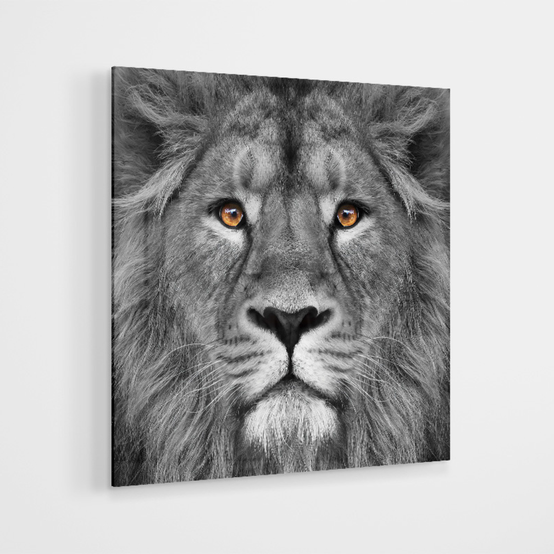 Glasschilderij - Lion black and white - 80x80cm