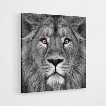 Glasschilderij - Lion black and white - 80x80cm