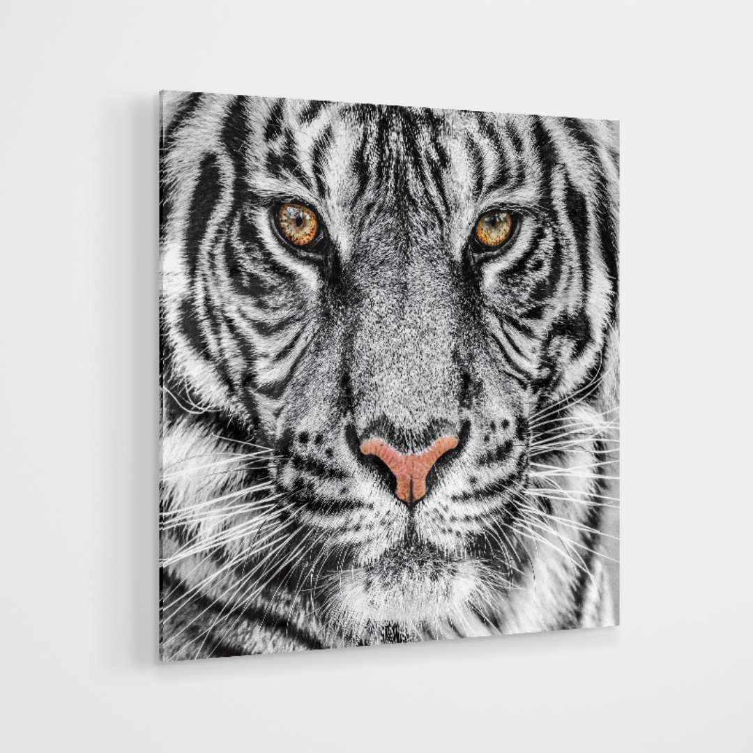Glasschilderij - Tiger black and white - 80x80cm