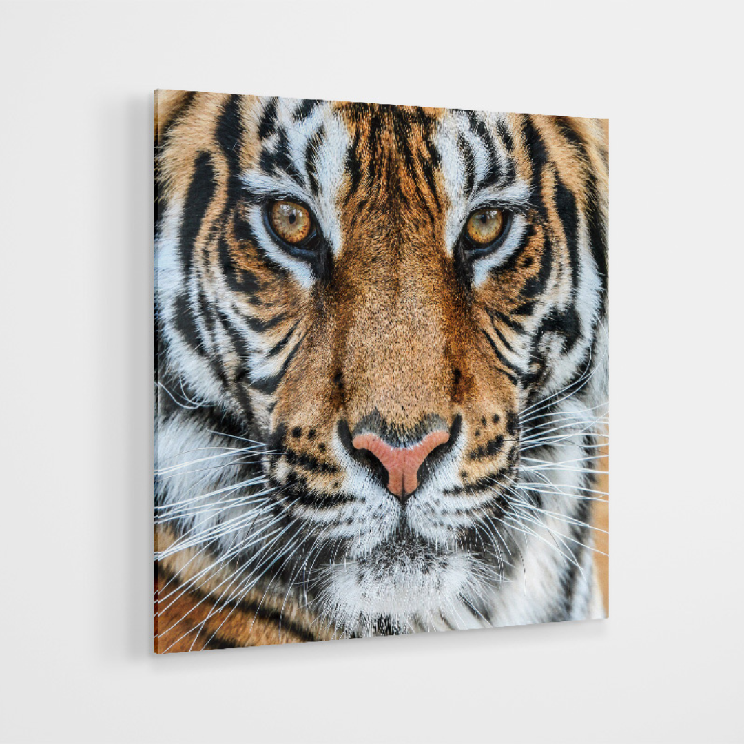 Glasschilderij - Tiger - 80x80cm