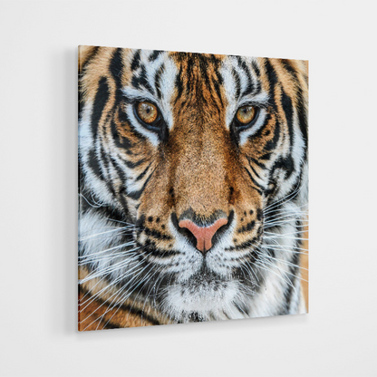 Glasschilderij - Tiger - 80x80cm