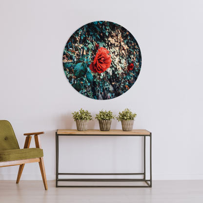 Glasschilderij - Rode roos - 80cm rond