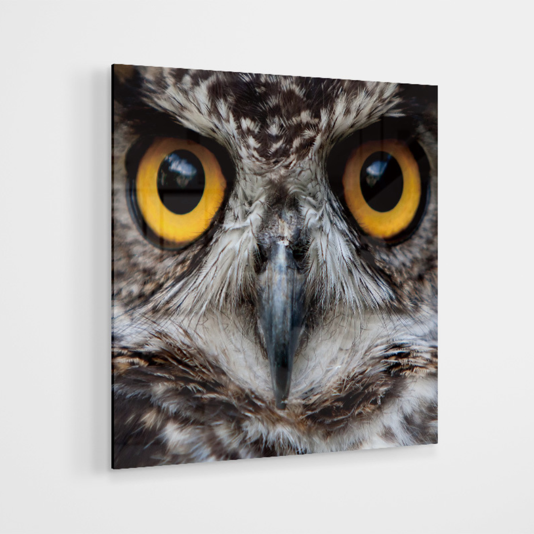 Glasschilderij - Owl - 80x80cm