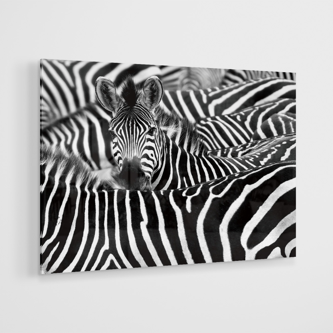 Glasschilderij - Zebra´s - 120x80cm