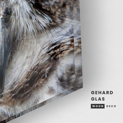 Glasschilderij - Owl - 80x80cm