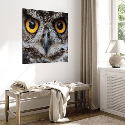 Glasschilderij - Owl - 80x80cm