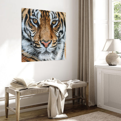 Glasschilderij - Tiger - 80x80cm